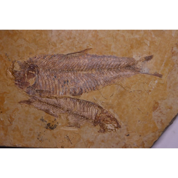 KNIGHTIA EOCAENA - Eocène - green river formation - Kemmerer, Wyoming - USA