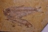 KNIGHTIA EOCAENA - Eocène - green river formation - Kemmerer, Wyoming - USA
