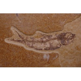 poisson fossile KNIGHTIA EOCAENA - Eocène - green river formation - WYOMING, USA