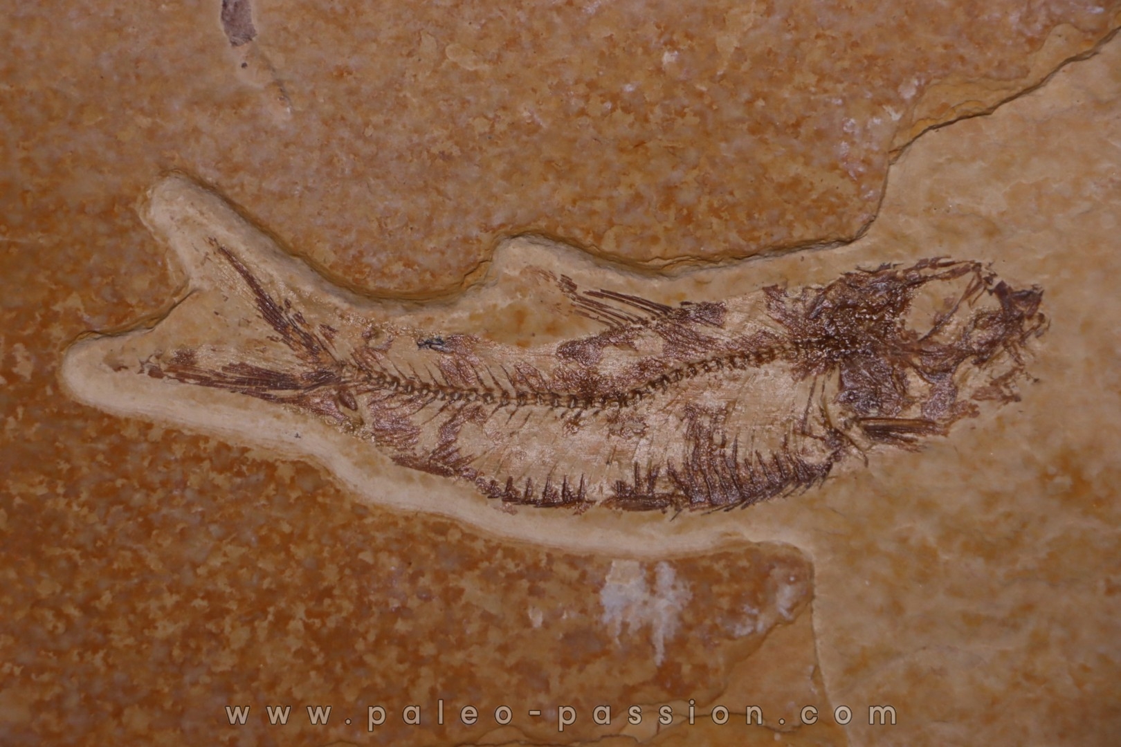 poisson fossile KNIGHTIA EOCAENA - Eocène - green river formation - WYOMING, USA