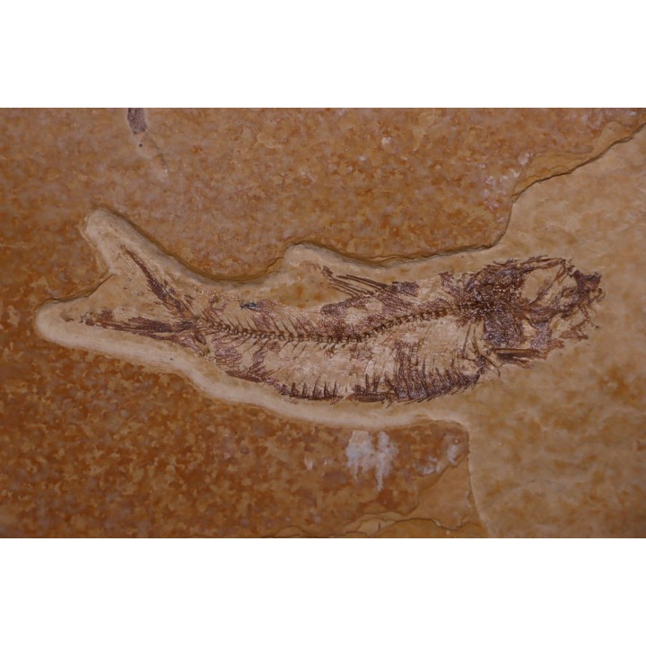 KNIGHTIA EOCAENA - Eocène - green river formation - Kemmerer, Wyoming - USA