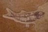 poisson fossile KNIGHTIA EOCAENA - Eocène - green river formation - WYOMING, USA