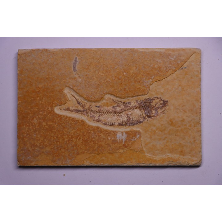 KNIGHTIA EOCAENA - Eocène - green river formation - Kemmerer, Wyoming - USA