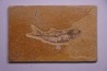 KNIGHTIA EOCAENA - Eocène - green river formation - Kemmerer, Wyoming - USA