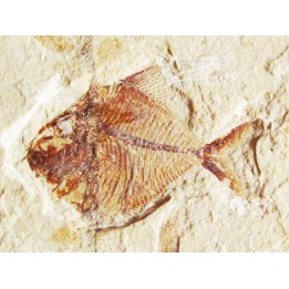 PHARMACICHTHYIS NUMISMALIS