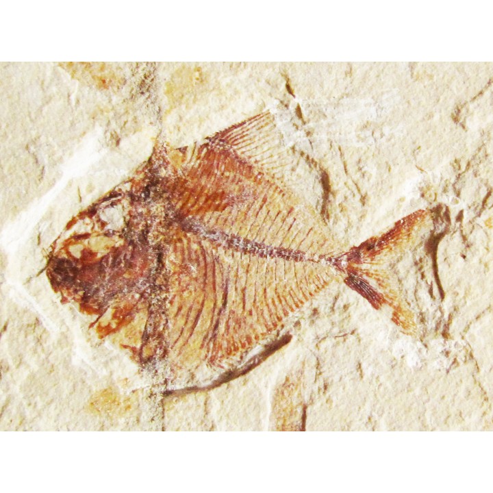 PHARMACICHTHYIS NUMISMALIS