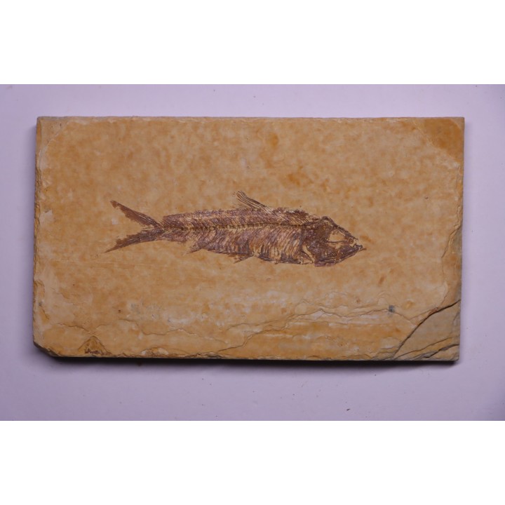 poisson fossile KNIGHTIA EOCAENA - Eocène - green river formation - WYOMING, USA