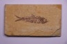 KNIGHTIA EOCAENA - Eocène - green river formation - Kemmerer, Wyoming - USA