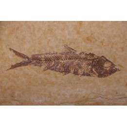 KNIGHTIA EOCAENA - Eocène - green river formation - Kemmerer, Wyoming - USA