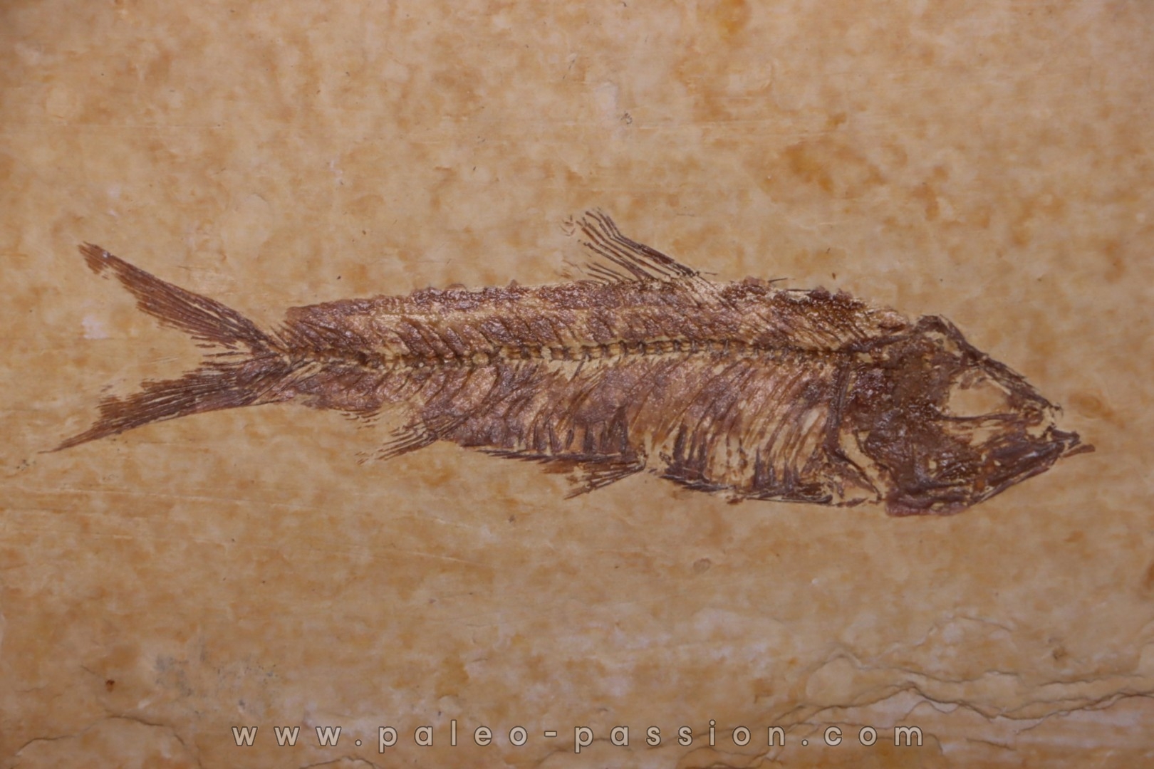 KNIGHTIA EOCAENA - Eocène - green river formation - Kemmerer, Wyoming - USA