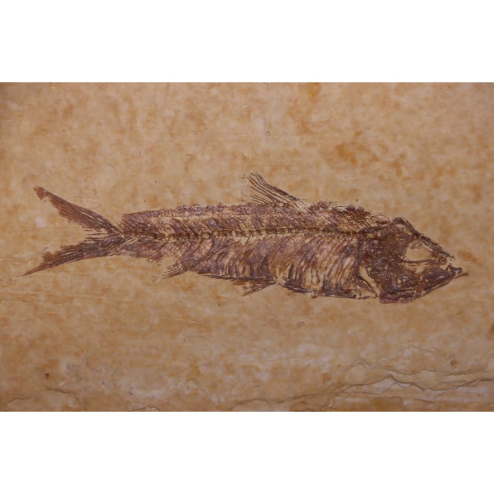 KNIGHTIA EOCAENA - Eocène - green river formation - Kemmerer, Wyoming - USA