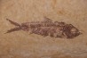 KNIGHTIA EOCAENA - Eocène - green river formation - Kemmerer, Wyoming - USA