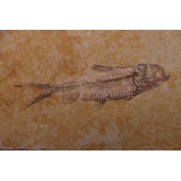 KNIGHTIA EOCAENA - Eocène - green river formation - Kemmerer, Wyoming - USA