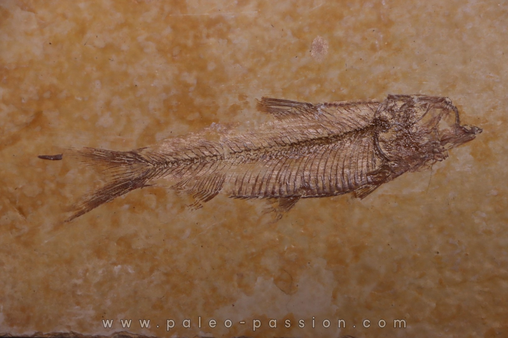 KNIGHTIA EOCAENA - Eocène - green river formation - Kemmerer, Wyoming - USA