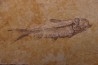 poisson fossile KNIGHTIA EOCAENA - Eocène - green river formation - WYOMING, USA