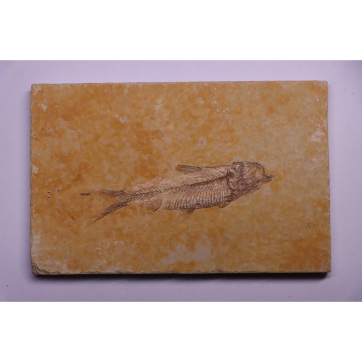 poisson fossile KNIGHTIA EOCAENA - Eocène - green river formation - WYOMING, USA