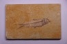 poisson fossile KNIGHTIA EOCAENA - Eocène - green river formation - WYOMING, USA