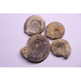 lot de 4 ammonites a déterminer  bathonien  Nièvre 58 - FRANCE