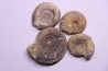 set of 4 ammonites bathonian Nièvre 58 - FRANCE