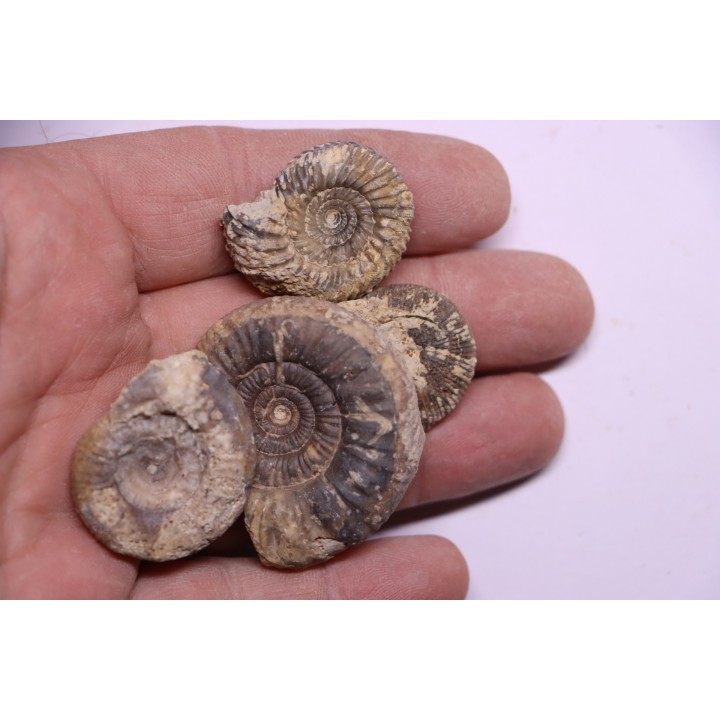 lot de 4 ammonites a déterminer  bathonien  Nièvre 58 - FRANCE
