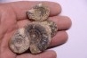 set of 4 ammonites bathonian Nièvre 58 - FRANCE