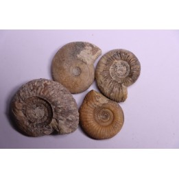 set of 4 ammonites   bathonian  Nièvre 58 - FRANCE
