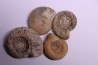 lot de 4 ammonites a déterminer  bathonien  Nièvre 58 - FRANCE