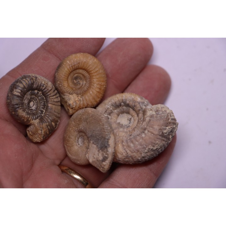 set of 4 ammonites   bathonian  Nièvre 58 - FRANCE