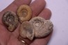 set of 4 ammonites   bathonian  Nièvre 58 - FRANCE