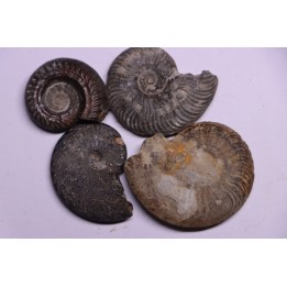 set of 4 ammonites   toarcian  Aveyron - FRANCE