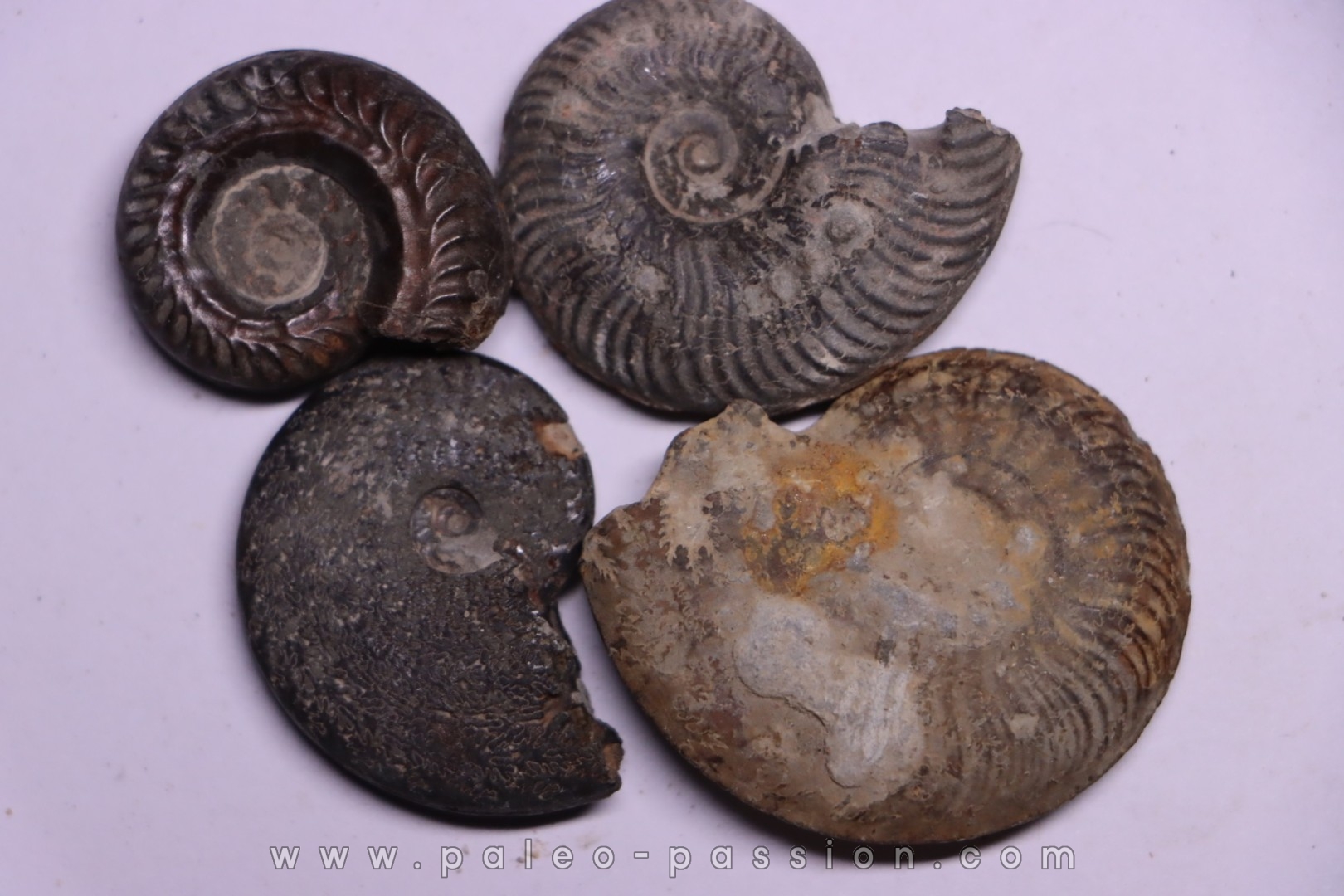 set of 4 ammonites toarcian Aveyron - FRANCE