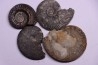lot de 4 ammonites a déterminer  toarcien  Aveyron - FRANCE