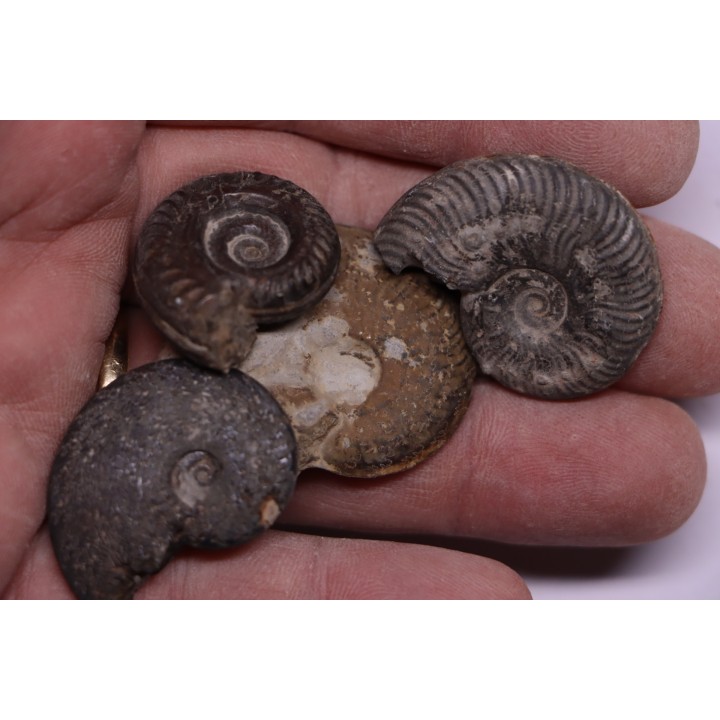 lot de 4 ammonites a déterminer  toarcien  Aveyron - FRANCE