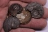 set of 4 ammonites toarcian Aveyron - FRANCE