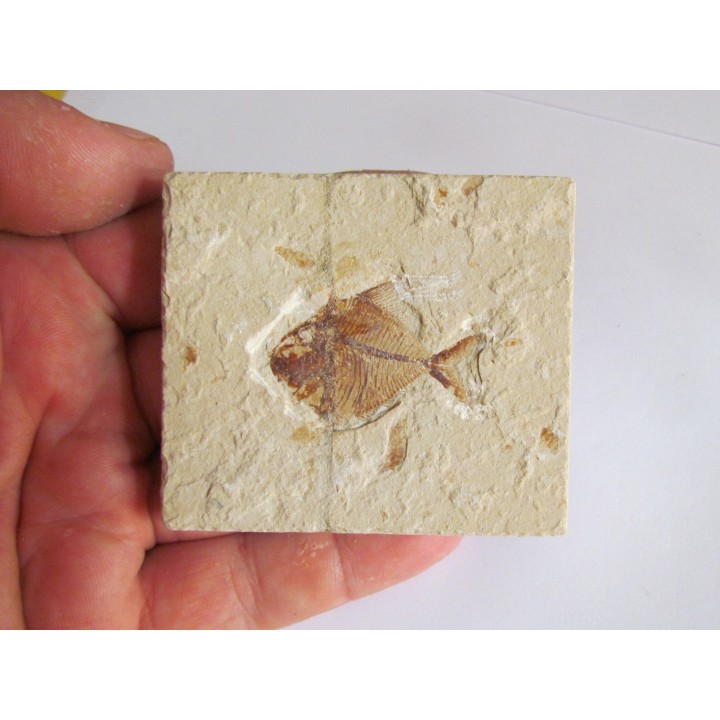 PHARMACICHTHYIS NUMISMALIS