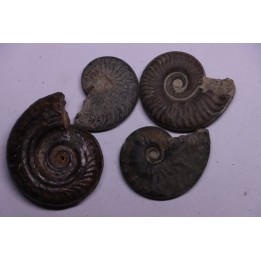 set of 4 ammonites   toarcian  Aveyron - FRANCE