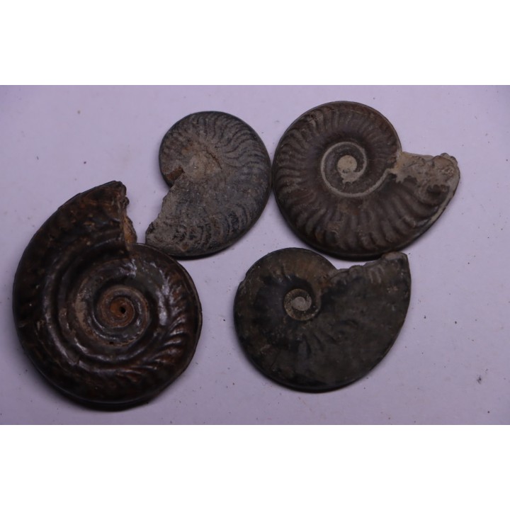 set of 4 ammonites   toarcian  Aveyron - FRANCE