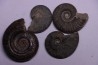 set of 4 ammonites   toarcian  Aveyron - FRANCE