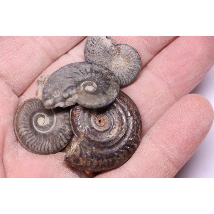 set of 4 ammonites   toarcian  Aveyron - FRANCE