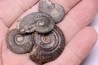 set of 4 ammonites   toarcian  Aveyron - FRANCE