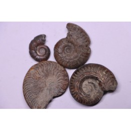 set of 4 ammonites   toarcian  Aveyron - FRANCE