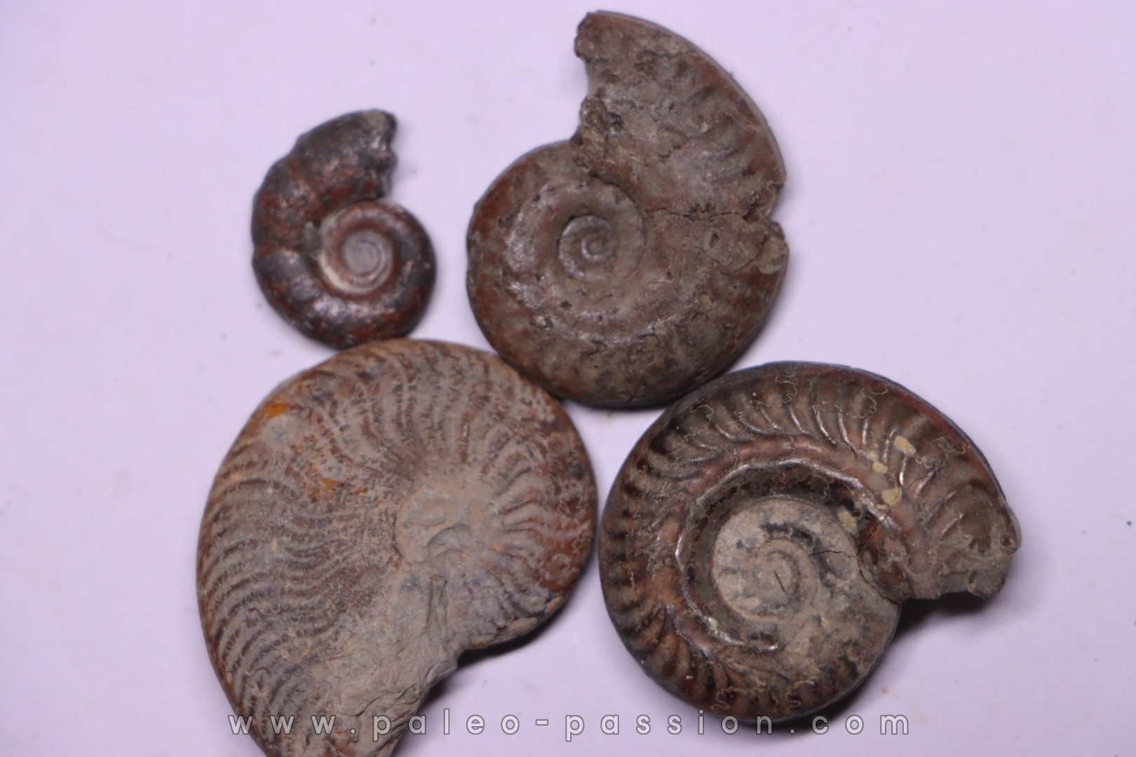 lot de 4 ammonites a déterminer toarcien Aveyron - FRANCE