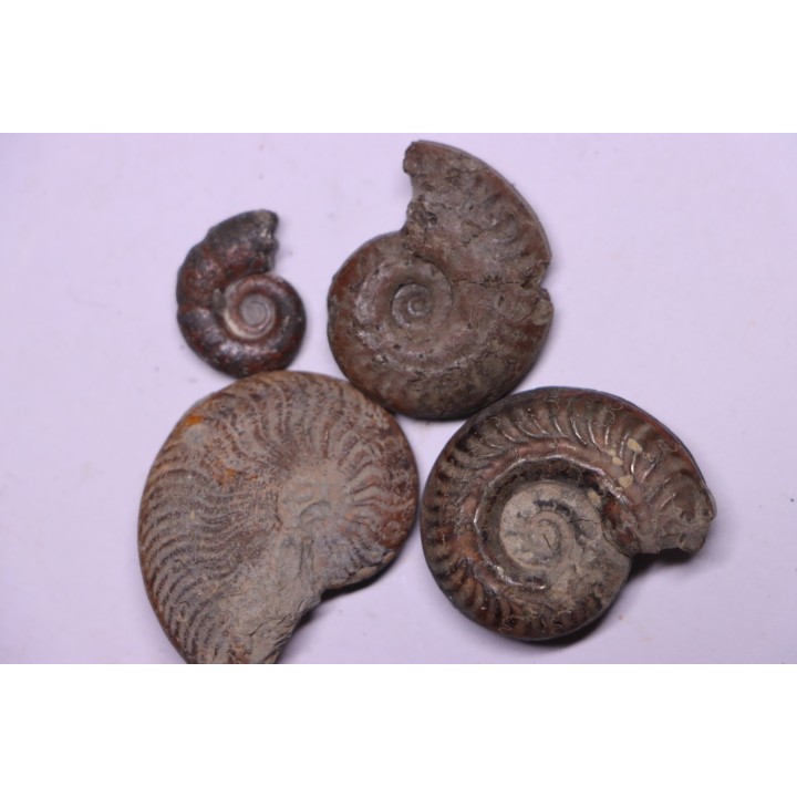 set of 4 ammonites   toarcian  Aveyron - FRANCE