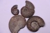 lot de 4 ammonites a déterminer toarcien Aveyron - FRANCE