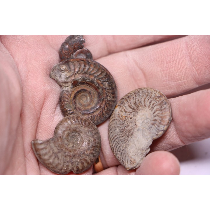 lot de 4 ammonites a déterminer  toarcien  Aveyron - FRANCE
