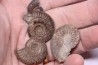 lot de 4 ammonites a déterminer toarcien Aveyron - FRANCE