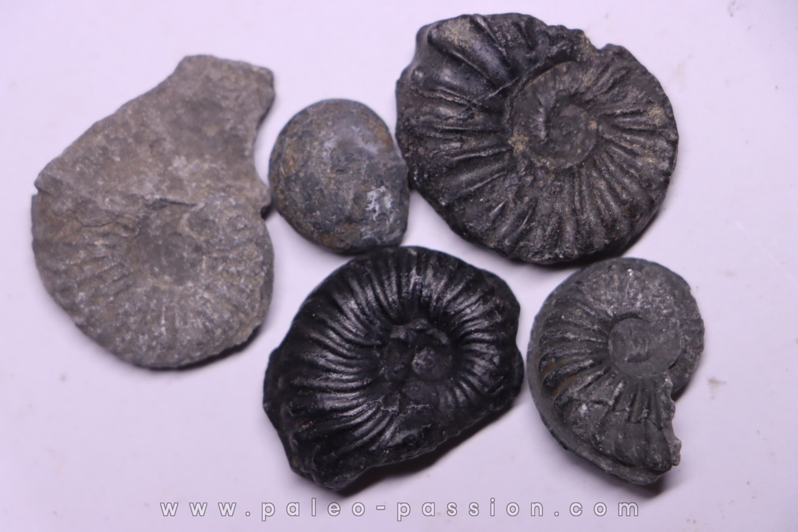 lot de 5 ammonites a déterminer Albien Perou