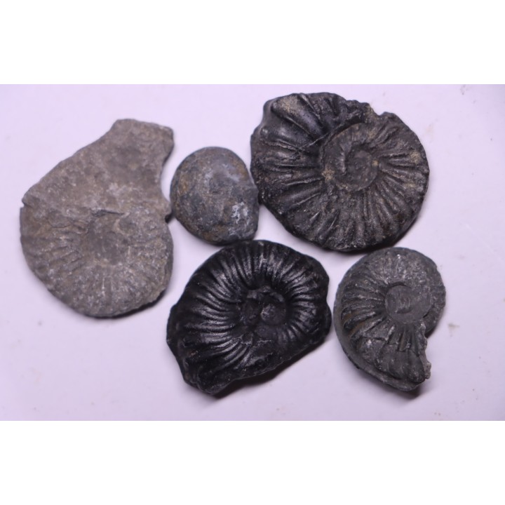 lot de 5 ammonites a déterminer  Albien  Perou