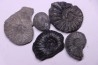 set of 5 ammonites Albian Peru