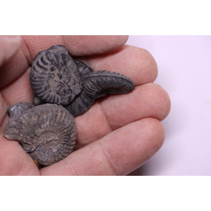 lot de 5 ammonites a déterminer  Albien  Perou